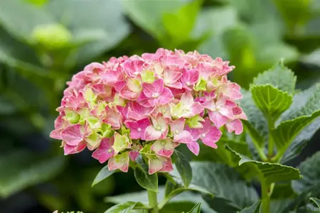 Hydrangea m. 'Everbloom ? Red Wonder' - 5 Ltr pot - image 2