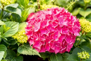 Hydrangea m. 'Everbloom ? Red Wonder' - 5 Ltr pot - image 4