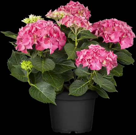Hydrangea m. 'Everbloom ? Red Wonder' - 5 Ltr pot - image 3