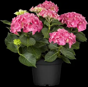 Hydrangea m. 'Everbloom ? Red Wonder' - 5 Ltr pot - image 3