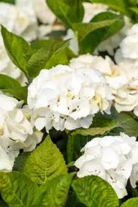 Hydrangea m. 'Everbloom ? White Wonder' - 5 Ltr pot - image 5