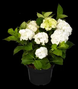 Hydrangea m. 'Everbloom ? White Wonder' - 5 Ltr pot - image 3