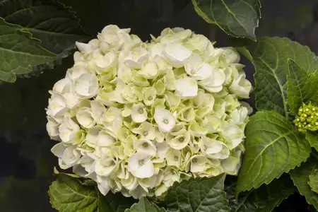 Hydrangea m. 'Everbloom ? White Wonder' - 5 Ltr pot - image 1