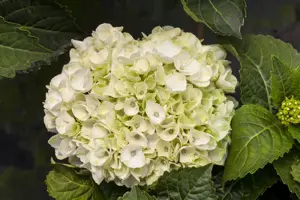 Hydrangea m. 'Everbloom ? White Wonder'