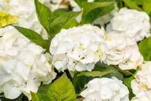 Hydrangea m. 'Everbloom ? White Wonder' - 5 Ltr pot - image 4
