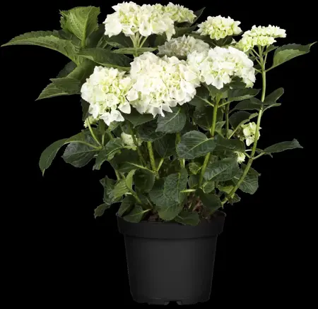 Hydrangea m. 'Everbloom ? White Wonder' - 5 Ltr pot - image 2