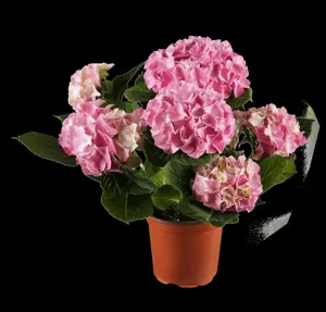 Hydrangea m. 'Expression'?