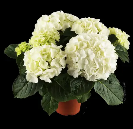 Hydrangea m.(F&E) 'Hortbux'? blue - 2 Ltr pot - image 3