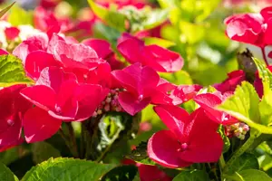Hydrangea m. 'Fasan'