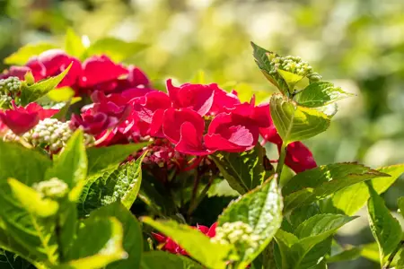 Hydrangea m. 'Fasan' - 2 Ltr pot - image 2