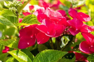Hydrangea m. 'Fasan' - 2 Ltr pot - image 3