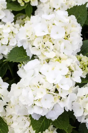 Hydrangea m. 'First White' - 2 Ltr pot - image 2