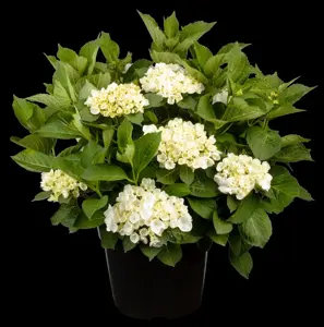 Hydrangea m. 'First White' - 2 Ltr pot - image 3