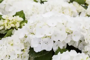 Hydrangea m. 'First White'
