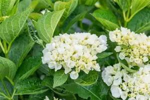 Hydrangea m. 'First White' - 2 Ltr pot - image 4
