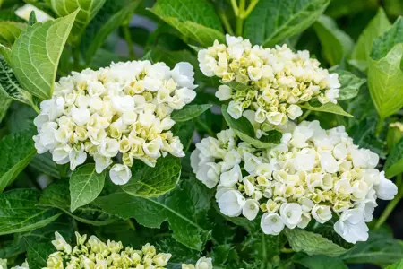 Hydrangea m. 'First White' - 2 Ltr pot - image 5