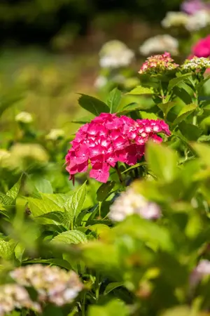 Hydrangea m. 'Freudenstein' - 2 Ltr pot - image 2