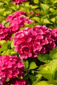 Hydrangea m. 'Freudenstein' - 2 Ltr pot - image 4