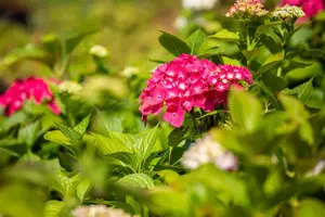 Hydrangea m. 'Freudenstein'