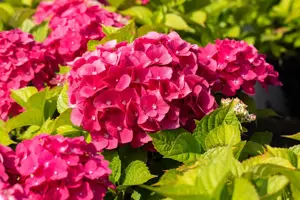 Hydrangea m. 'Freudenstein' - 2 Ltr pot - image 3