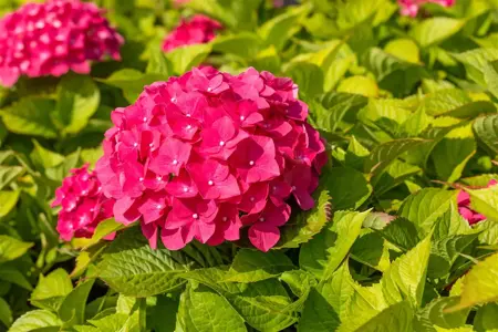 Hydrangea m. 'Freudenstein' - 2 Ltr pot - image 5
