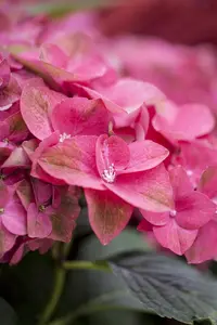 Hydrangea m. 'Green Shadow'? - 40-50 CM C10 - image 2