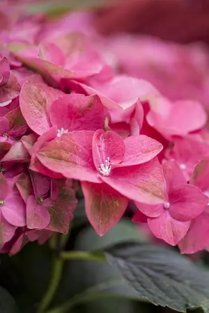 Hydrangea m. 'Green Shadow'? - 10 Ltr pot - image 2
