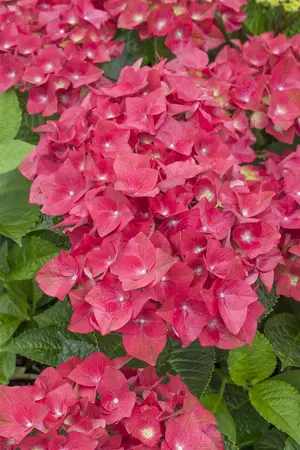 Hydrangea m. 'Green Shadow'? - 10 Ltr pot - image 5