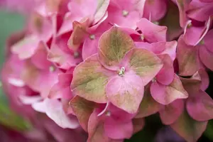 Hydrangea m. 'Green Shadow'?
