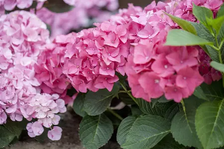 Hydrangea m. 'Green Shadow'? - 40-50 CM C10 - image 3