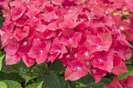 Hydrangea m. 'Green Shadow'? - 10 Ltr pot - image 4
