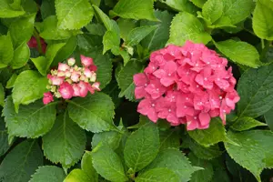 Hydrangea m. 'Hamburg'