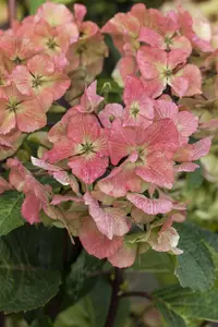 Hydrangea m. 'Hot Red'? - 2 Ltr pot - image 4
