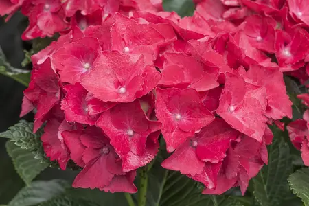 Hydrangea m. 'Hot Red'? - 2 Ltr pot - image 1