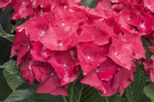 Hydrangea m. 'Hot Red'?