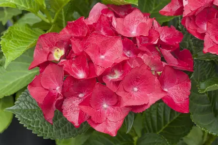 Hydrangea m. 'Hot Red'? - 2 Ltr pot - image 2