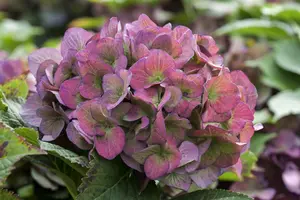 Hydrangea m. 'Hot Red'? - 2 Ltr pot - image 3