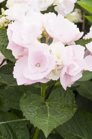 Hydrangea m. 'Hovaria? Hobella' - 2 Ltr pot - image 1