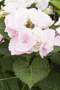 Hydrangea m. 'Hovaria? Hobella'