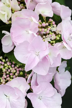 Hydrangea m. 'Hovaria? Hobella' - 2 Ltr pot - image 3