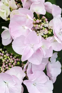 Hydrangea m. 'Hovaria? Hobella' - 2 Ltr pot - image 3