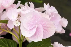 Hydrangea m. 'Hovaria? Hobella' - 2 Ltr pot - image 2