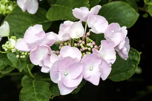 Hydrangea m. 'Hovaria? Hobella' - 2 Ltr pot - image 4