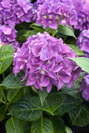 Hydrangea m. 'Hovaria? Holibel' - 2 Ltr pot - image 1