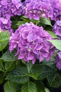Hydrangea m. 'Hovaria? Holibel'