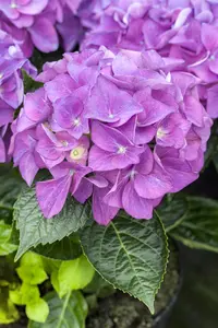 Hydrangea m. 'Hovaria? Holibel' - 2 Ltr pot - image 2