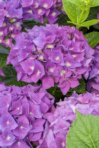 Hydrangea m. 'Hovaria? Holibel' - 2 Ltr pot - image 4