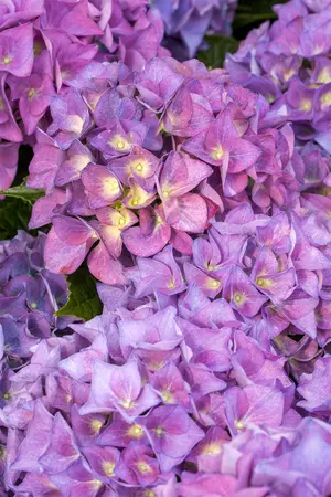 Hydrangea m. 'Hovaria? Holibel' - 2 Ltr pot - image 5