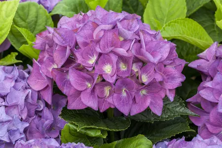 Hydrangea m. 'Hovaria? Holibel' - 2 Ltr pot - image 3