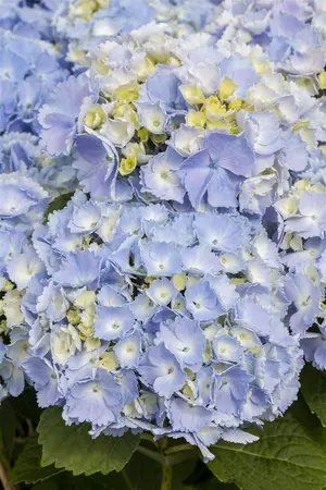 Hydrangea m. 'Hovaria? Homigo' - 2 Ltr pot - image 2